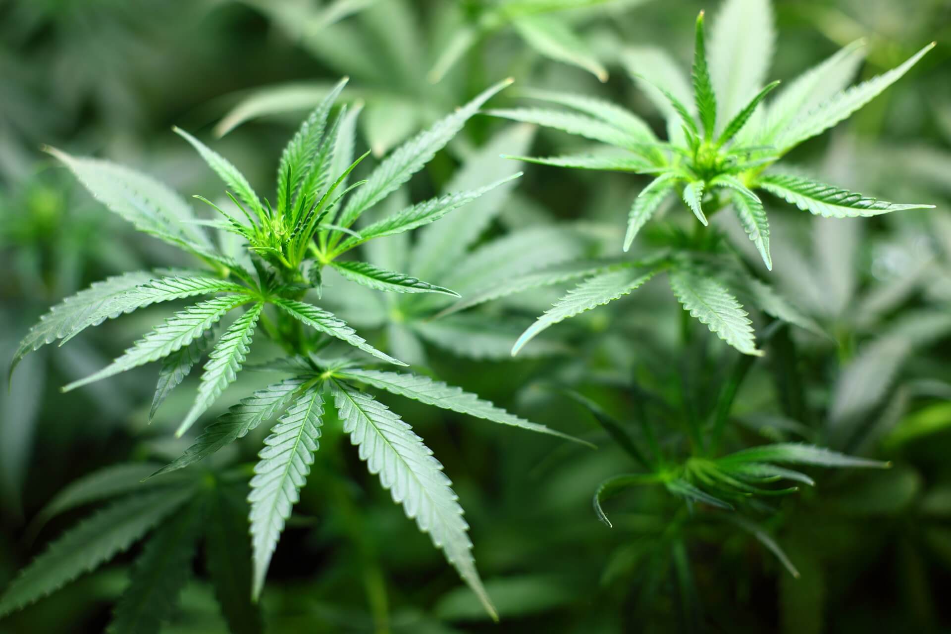 Data com dividendos de Cannabis ETF (BPOT39) da Global X - imagem destacada