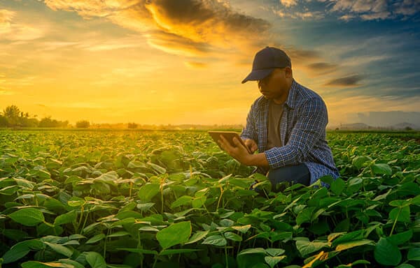 VITT3 – Dividendos da Vittia – veja valores e datas - imagem destacada